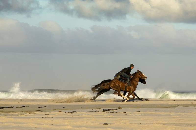 Paard op strand